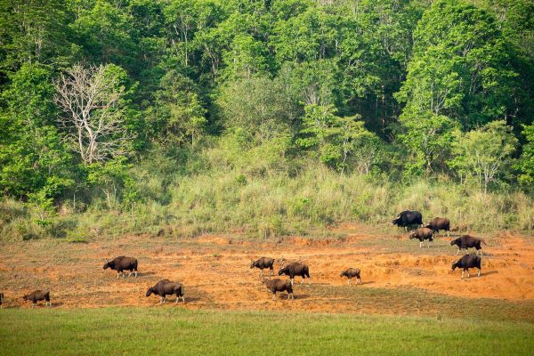 Periyar Wildlife Sanctuary