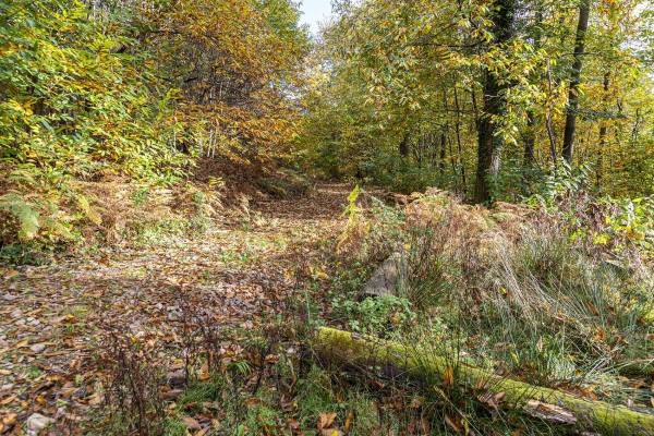 Trek through lovely forest paths