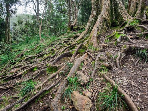 Trekking Paths in Pachamalai Hills