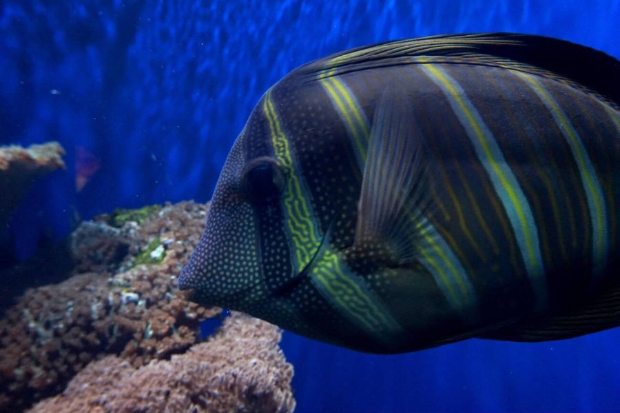 Visit the on-site aquarium in westfield stratford